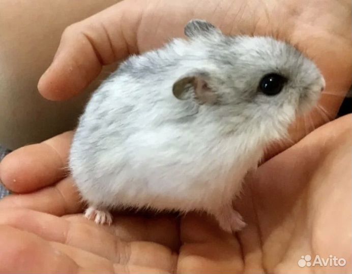 Джунгарские хомячки