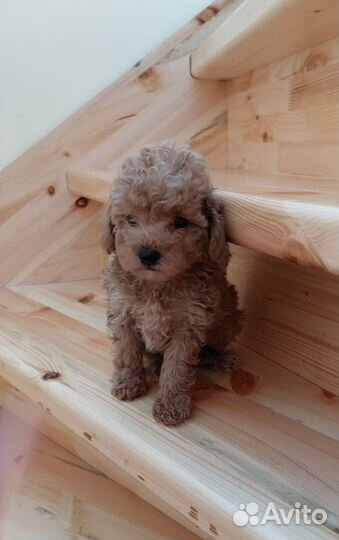 Пуделек - тойчик