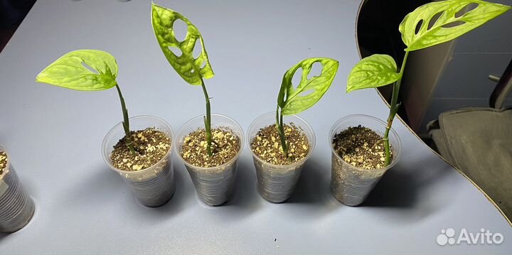 Монстера манки лиф