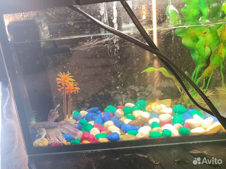 Аквариум с рыбками