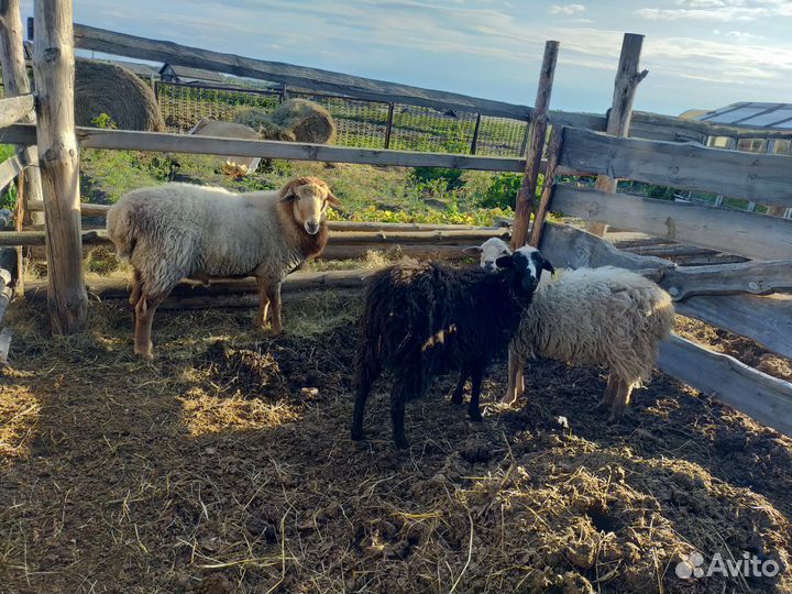 Овцы бараны