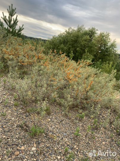 Облепиха. Молодые кусты