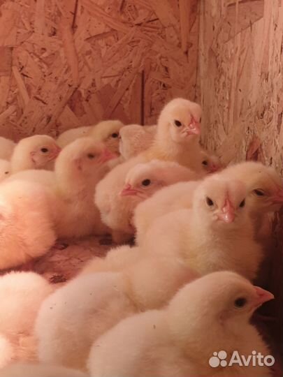 Цыплята бройлеры