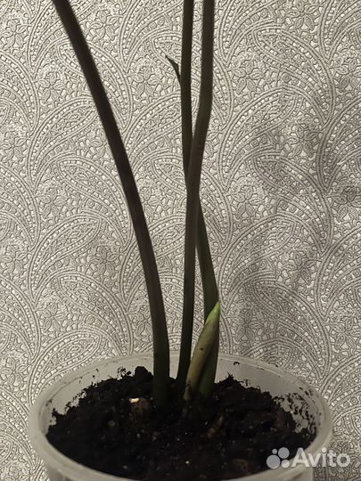 Замиокулькас 55 см