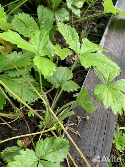 Земляника лесная