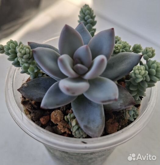 Эхеверии и пахиверии. Коллекционные