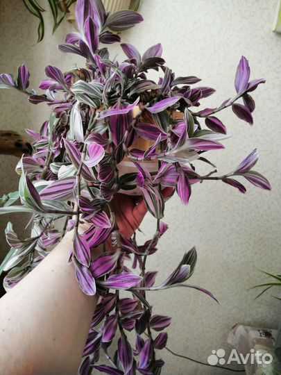 Традесканция