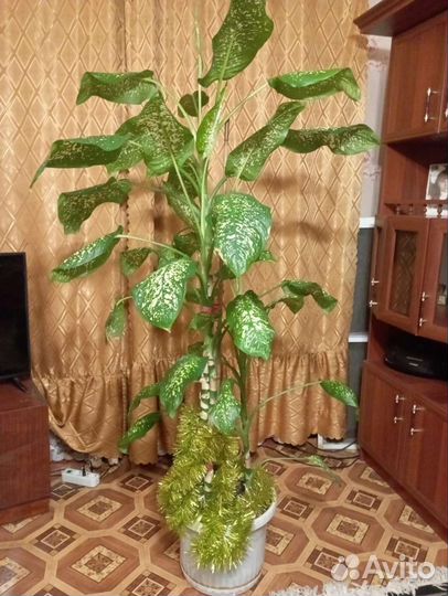 Диффенбахия