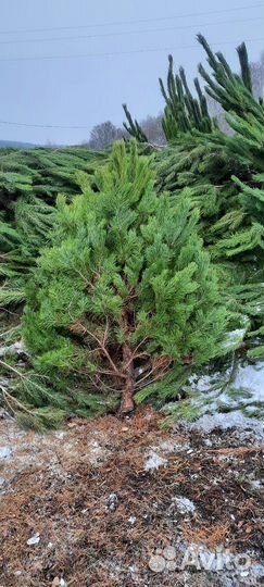 Новогодние сосны (ёлки ) оптом