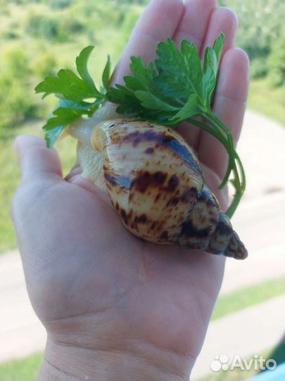 Улитки ахатины