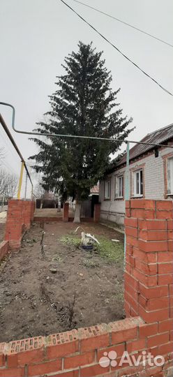 Ель обыкновенная