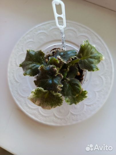 Детки сортовой фиалки