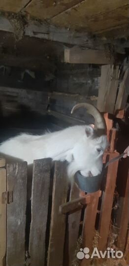 Продам козу и козлят