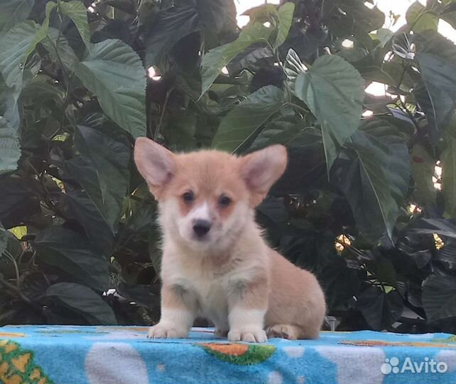 Вельш-корги пемброк