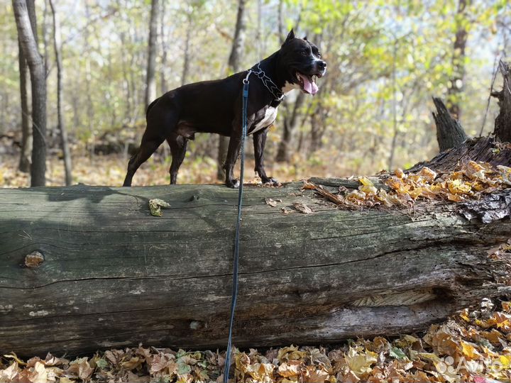 Щенки питбуля