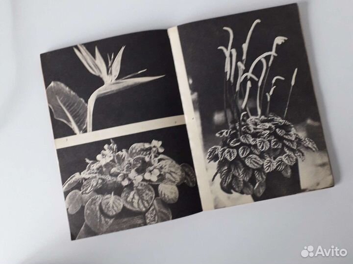 Комнатные цветочные растения Левданская,А.С. Мерло