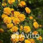 Керия кустарник и имеется ещё много цветов, куст-в