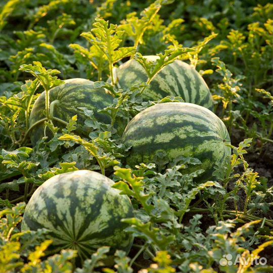 Арбуз оптом