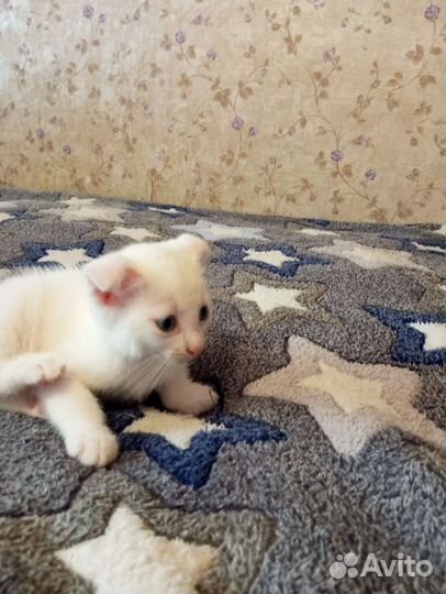 Вислоухий британец