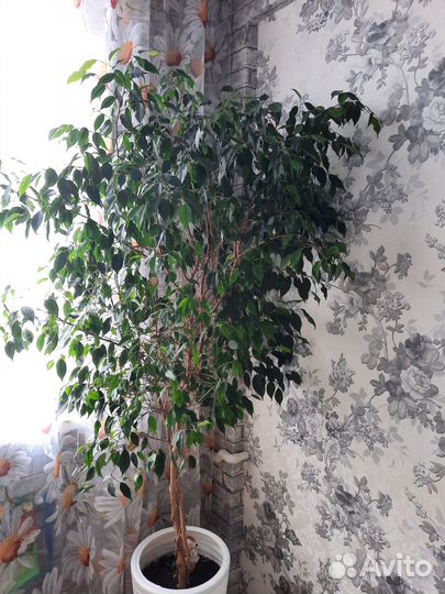 Комнатные растения