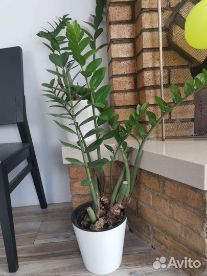 Комнатное растение замиокулькас