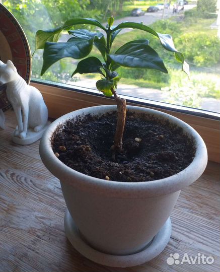 Кофейное дерево