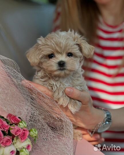 Mini Мальтипу