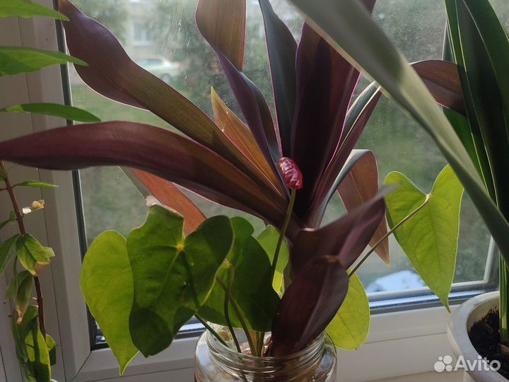 Комнатные цветы отростки