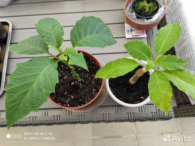 Экзотические растения