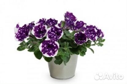 Вегетативная петуния, рассада овощей