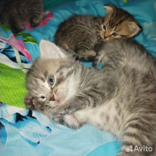 Шотландские котята