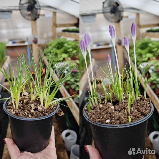 Тюльпаны к 8 марта