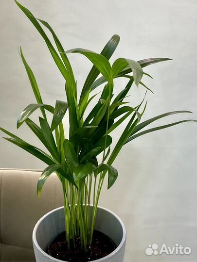 Пальма арека (дипсис)