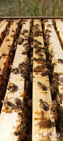 Пчелосемьи бакфаст