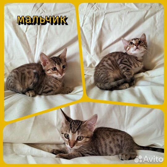 Кошка ласкушка