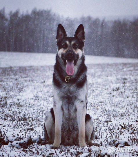 Кобель вео для вязки