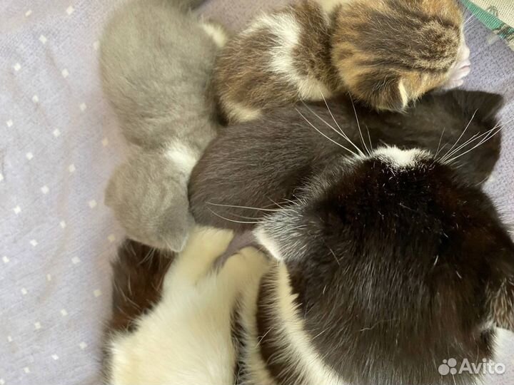 Отдаю в добрые руки котят