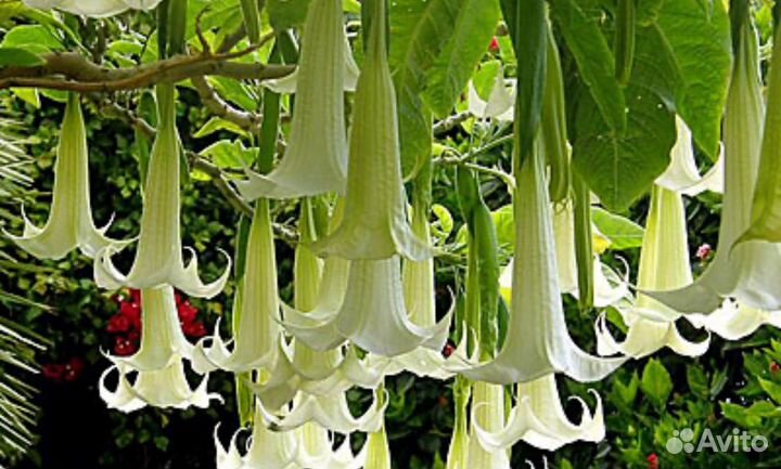 Бругмансия