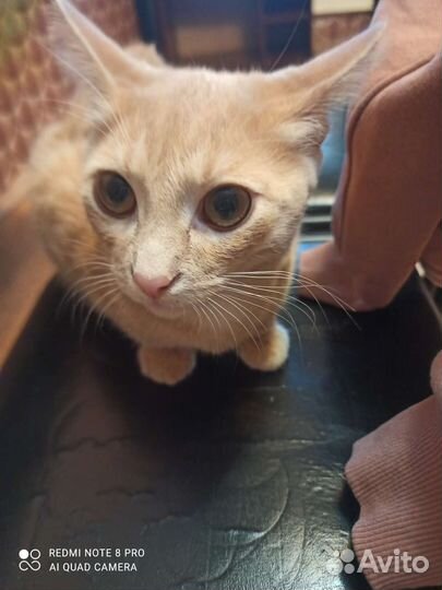 Кот в добрые руки