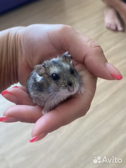 Джунгарский хомяк