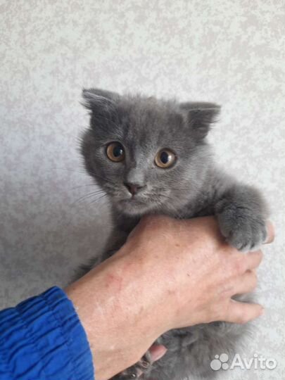 Котята в добрые руки бесплатно