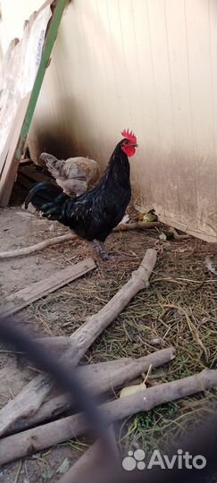 Петухи сильверудд