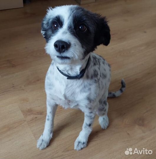 Стрижка, экспресс-линька собак в груминг салоне