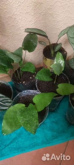 Калатея мозаика