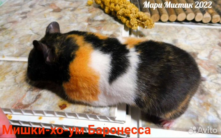 Ручные хомяки Ангорские сирийские сатиновые видео