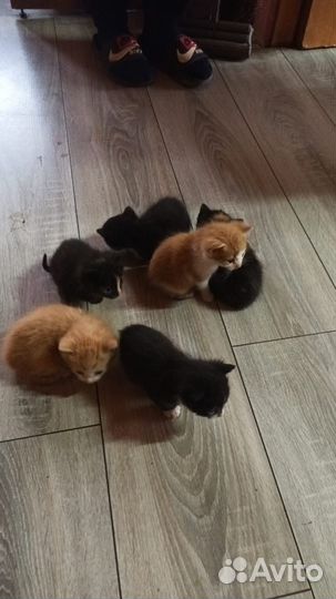 Котята в добрые руки