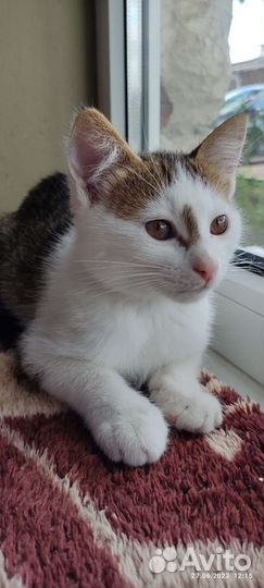 Котенок Милка