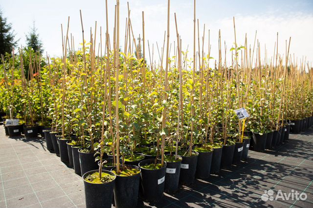 Яблоня, груша, вишня, дюк, алыча