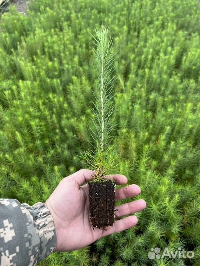 Зкс Сосна сеянцы Ели Лиственницы окс Голуб Горная
