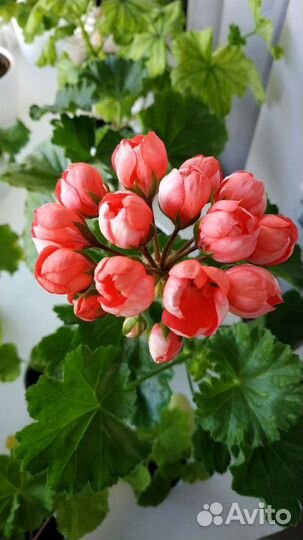 Пеларгонии (герани) 10 сортов
